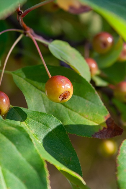 约基奇又达 约基奇又达