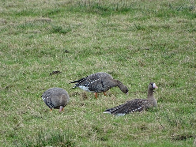 联合国人权理事会召开刚果（金）问题特别会议.