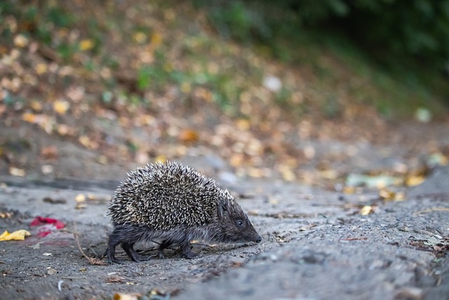 哈登再度成 哈登再度成